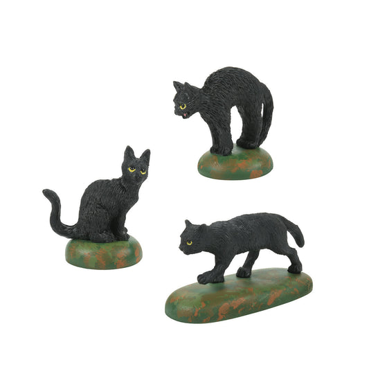 A Clowder of Black Cats